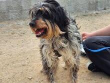 PACCO, Hund, Griffon-Mix in Italien - Bild 9