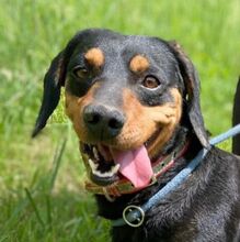 GORO, Hund, Dackel-Mix in Slowakische Republik - Bild 1