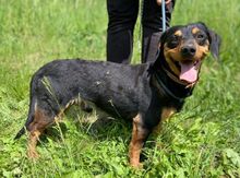 GORO, Hund, Dackel-Mix in Slowakische Republik - Bild 2