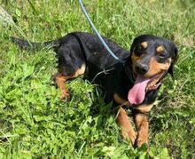 GORO, Hund, Dackel-Mix in Slowakische Republik - Bild 3