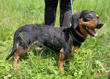 GORO, Hund, Dackel-Mix in Slowakische Republik - Bild 4