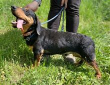 GORO, Hund, Dackel-Mix in Slowakische Republik - Bild 5
