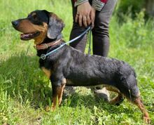 GORO, Hund, Dackel-Mix in Slowakische Republik - Bild 6