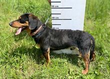 GORO, Hund, Dackel-Mix in Slowakische Republik - Bild 7