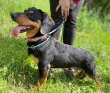 GORO, Hund, Dackel-Mix in Slowakische Republik - Bild 8