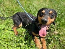 GORO, Hund, Dackel-Mix in Slowakische Republik - Bild 9