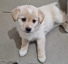 NAKAMA, Hund, Mischlingshund in Rumänien - Bild 3