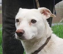 PRIA, Hund, Mischlingshund in Slowakische Republik - Bild 1