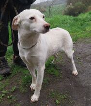 PRIA, Hund, Mischlingshund in Slowakische Republik - Bild 2
