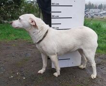 PRIA, Hund, Mischlingshund in Slowakische Republik - Bild 3