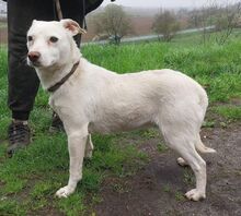 PRIA, Hund, Mischlingshund in Slowakische Republik - Bild 4