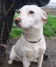 PRIA, Hund, Mischlingshund in Slowakische Republik - Bild 5