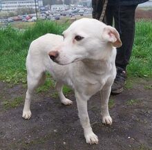 PRIA, Hund, Mischlingshund in Slowakische Republik - Bild 6
