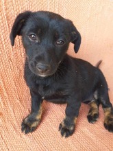 MANDY, Hund, Mischlingshund in Karlsruhe