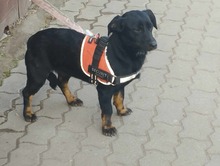 MANDY, Hund, Mischlingshund in Karlsruhe - Bild 10