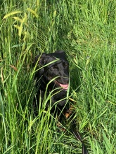 MANDY, Hund, Mischlingshund in Karlsruhe - Bild 13