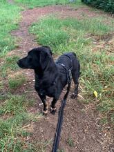 MANDY, Hund, Mischlingshund in Karlsruhe - Bild 14