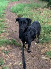 MANDY, Hund, Mischlingshund in Karlsruhe - Bild 15