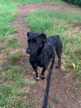 MANDY, Hund, Mischlingshund in Karlsruhe - Bild 16