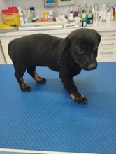 MANDY, Hund, Mischlingshund in Karlsruhe - Bild 17