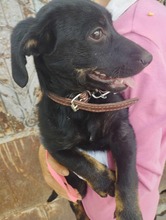 MANDY, Hund, Mischlingshund in Karlsruhe - Bild 2
