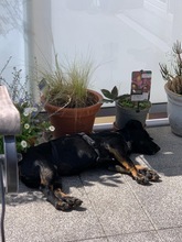 MANDY, Hund, Mischlingshund in Karlsruhe - Bild 4
