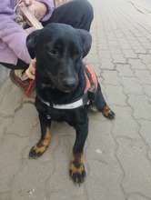 MANDY, Hund, Mischlingshund in Karlsruhe - Bild 8