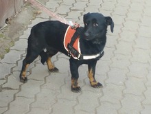 MANDY, Hund, Mischlingshund in Karlsruhe - Bild 9