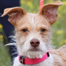 JIMMY, Hund, Terrier-Mix in Spanien