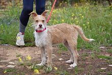 JIMMY, Hund, Terrier-Mix in Spanien - Bild 2