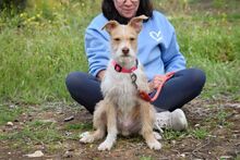 JIMMY, Hund, Terrier-Mix in Spanien - Bild 3