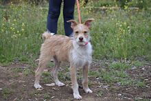 JIMMY, Hund, Terrier-Mix in Spanien - Bild 4