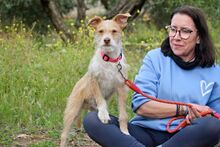 JIMMY, Hund, Terrier-Mix in Spanien - Bild 5