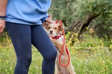 JIMMY, Hund, Terrier-Mix in Spanien - Bild 6