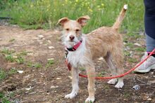 JIMMY, Hund, Terrier-Mix in Spanien - Bild 7