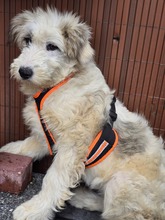 NOEMI BC11, Hund, Mischlingshund in Essen - Bild 1