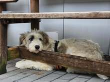 NOEMI BC11, Hund, Mischlingshund in Essen - Bild 2