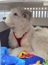 NOEMI BC11, Hund, Mischlingshund in Essen - Bild 3