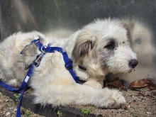 NOEMI BC11, Hund, Mischlingshund in Essen - Bild 4