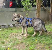 MARIE BC08, Hund, Mischlingshund in Essen - Bild 1