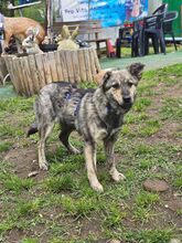 MARIE BC08, Hund, Mischlingshund in Essen - Bild 2