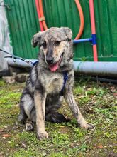 MARIE BC08, Hund, Mischlingshund in Essen - Bild 3