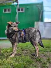 MARIE BC08, Hund, Mischlingshund in Essen - Bild 4