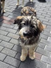 LUISA BC06, Hund, Mischlingshund in Essen - Bild 1
