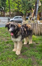 LUISA BC06, Hund, Mischlingshund in Essen - Bild 3