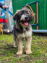 LUISA BC06, Hund, Mischlingshund in Essen - Bild 4