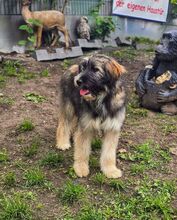 LUISA BC06, Hund, Mischlingshund in Essen - Bild 5