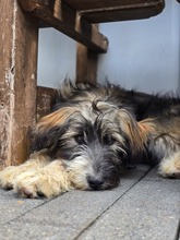 LUISA BC06, Hund, Mischlingshund in Essen - Bild 6