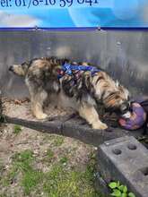 LUISA BC06, Hund, Mischlingshund in Essen - Bild 7