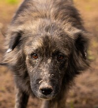KEVIN, Hund, Herdenschutzhund-Mix in Italien - Bild 1